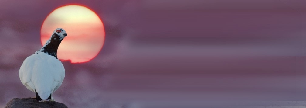 Put alternative text here : no