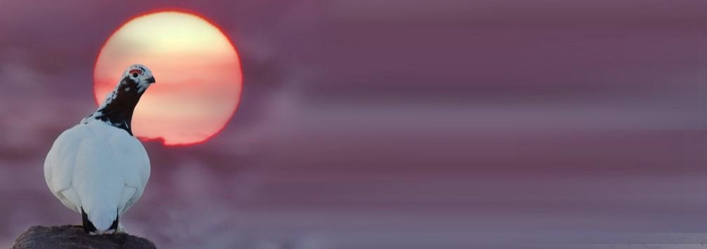 Put alternative text here : no